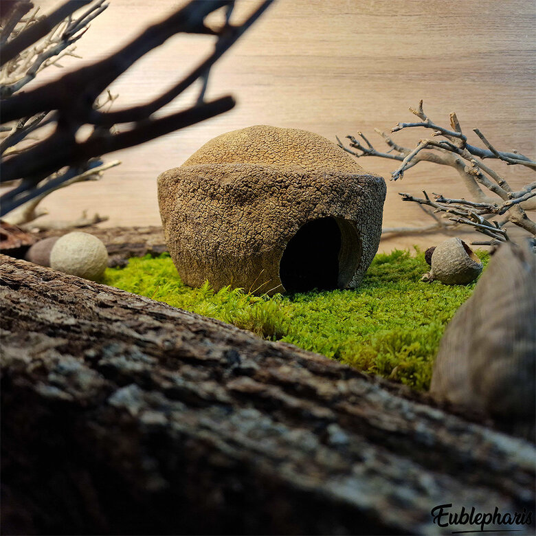 Eublepharis - Cachette Bilbo pour Reptiles - 20cm Image numéro 5 Eublepharis - Cachette Bilbo pour Reptiles - 20cm Image numéro 5