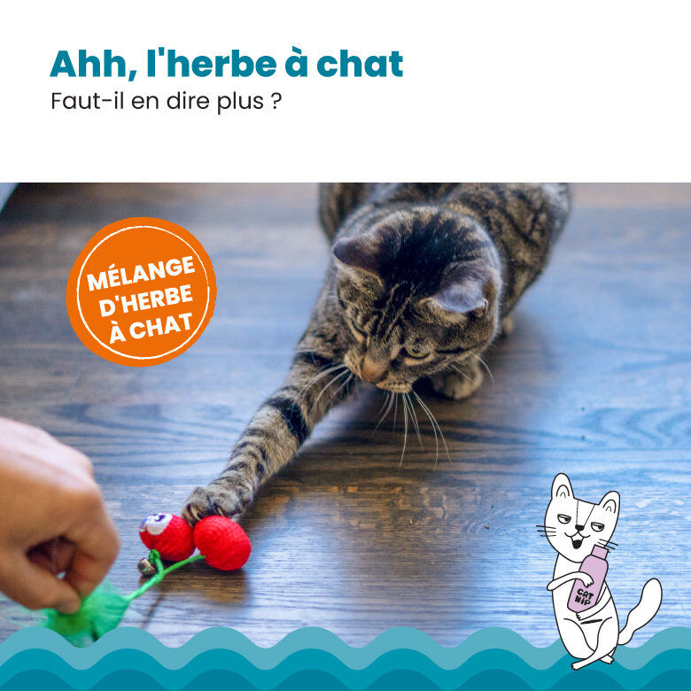 Outward Hound - Jouet &agrave; M&acirc;cher Dental Cherries pour Chats Image num&eacute;ro 5