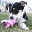 Kong - Jouet Puppy Binkie pour Chiot - S Indicateur image numéro 2