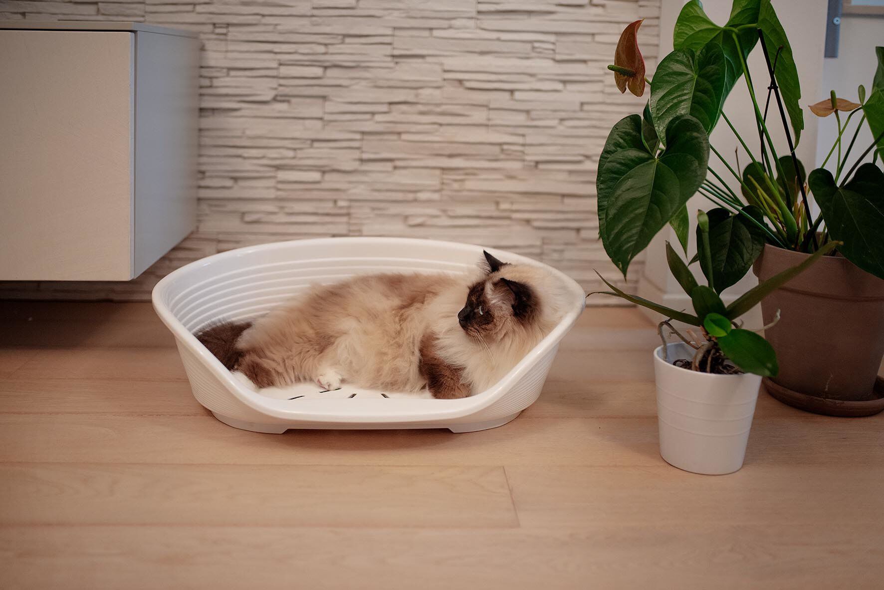 Ferplast - Corbeille Siesta Deluxe 4 Bleu pour Chiens Image num&eacute;ro 6