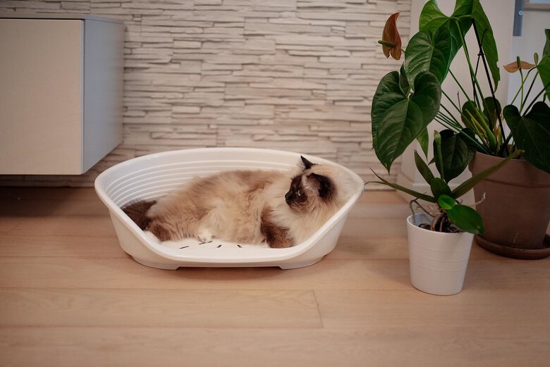 Ferplast - Corbeille Siesta Deluxe 4 Bleu pour Chiens Image numéro 6 Ferplast - Corbeille Siesta Deluxe 4 Bleu pour Chiens Image numéro 6