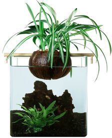 CocoPlant - Filtration Naturelle CocoGarden sans Pompe pour Aquarium