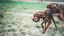 Tyrol -  Balle Rebondissante en Caoutchouc Naturel pour Chien - 10cm Indicateur image numéro 4