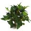 Labeo - Décoration Plante Verte Artificielle pour Aquarium Indicateur image numéro 2