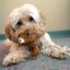 KONG - Jouet Dr. Noys Teddy Bear pour Petits Chiens Indicateur image numéro 4