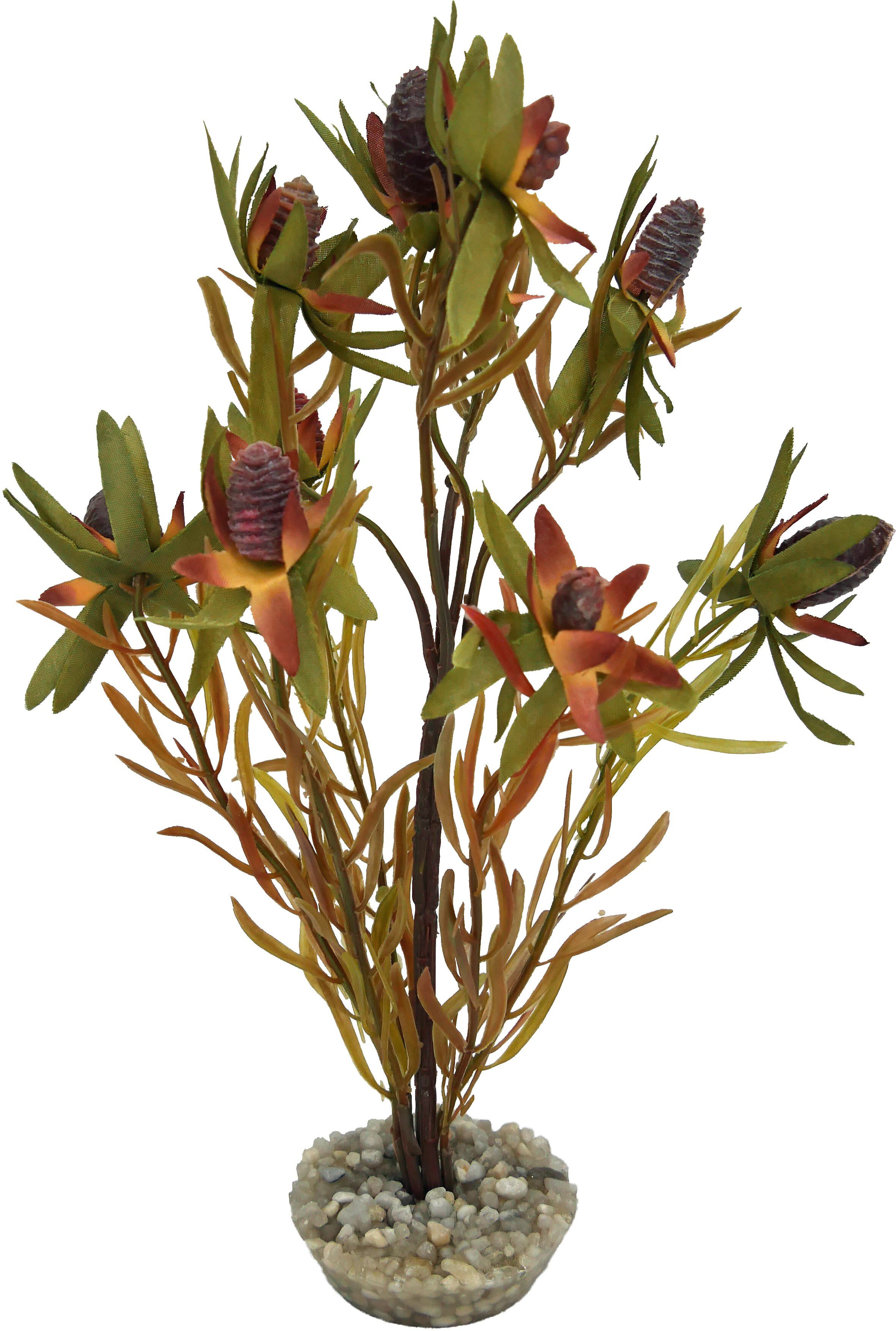 Labeo - D&eacute;coration Leucadendron pour Terrarium Image num&eacute;ro 1