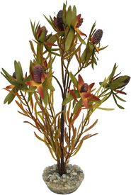 Labeo - D&eacute;coration Leucadendron pour Terrarium