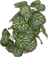 Labeo - Plante Verte Assortie Décorative pour Terrarium Indicateur image numéro 6