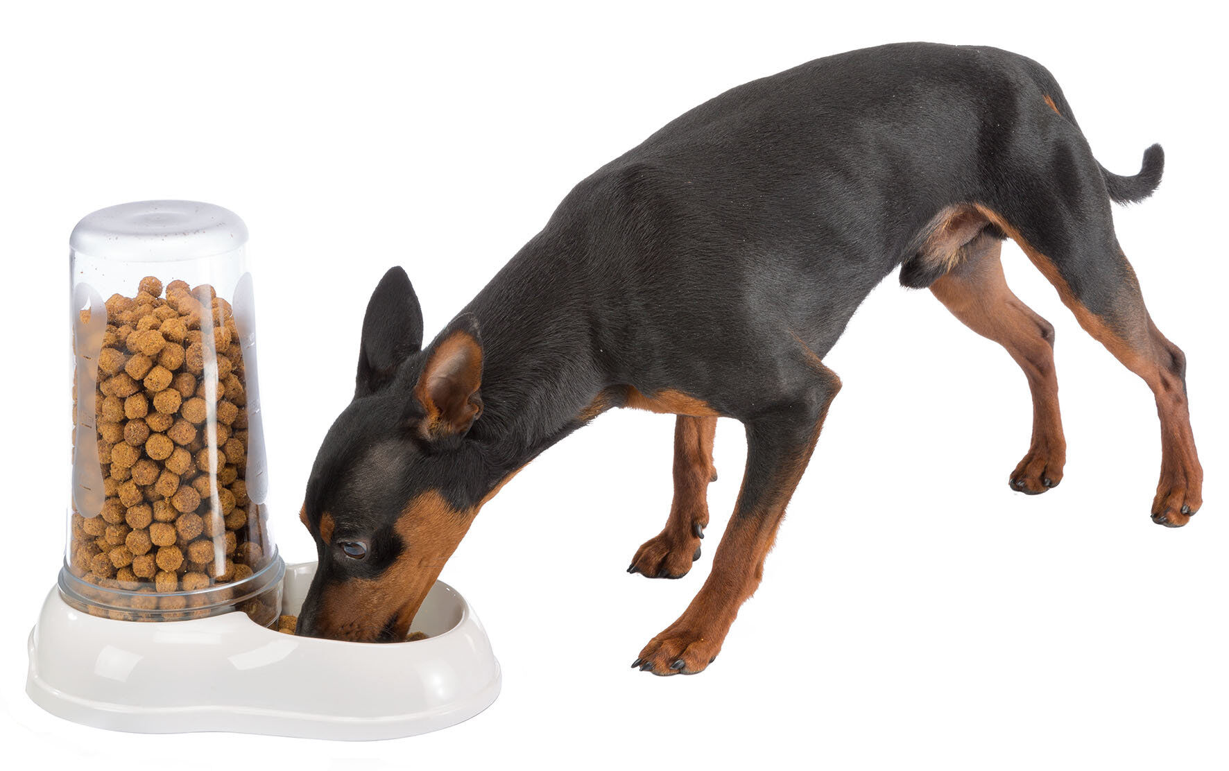 Ferplast - Distributeur Azimut 600 Eau / Nourriture pour Chiens - Blanc Image num&eacute;ro 2