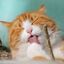 Croci - Jouet Sticks Euphoria Silverine pour Chats - x5 Indicateur image numéro 2