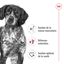 Royal Canin - Sachet Fraicheur Medium Adult En Sauce Pour Chiens - 10x140g Indicateur image numéro 4