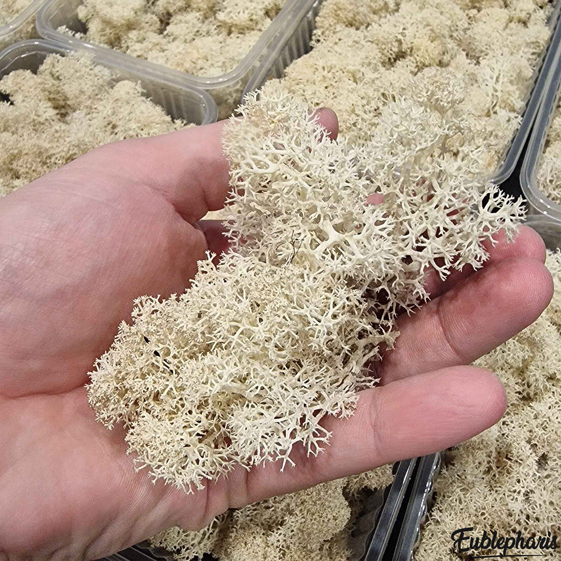 Eublepharis - Lichen Stabilis&eacute; Naturel pour Reptiles Image num&eacute;ro 4