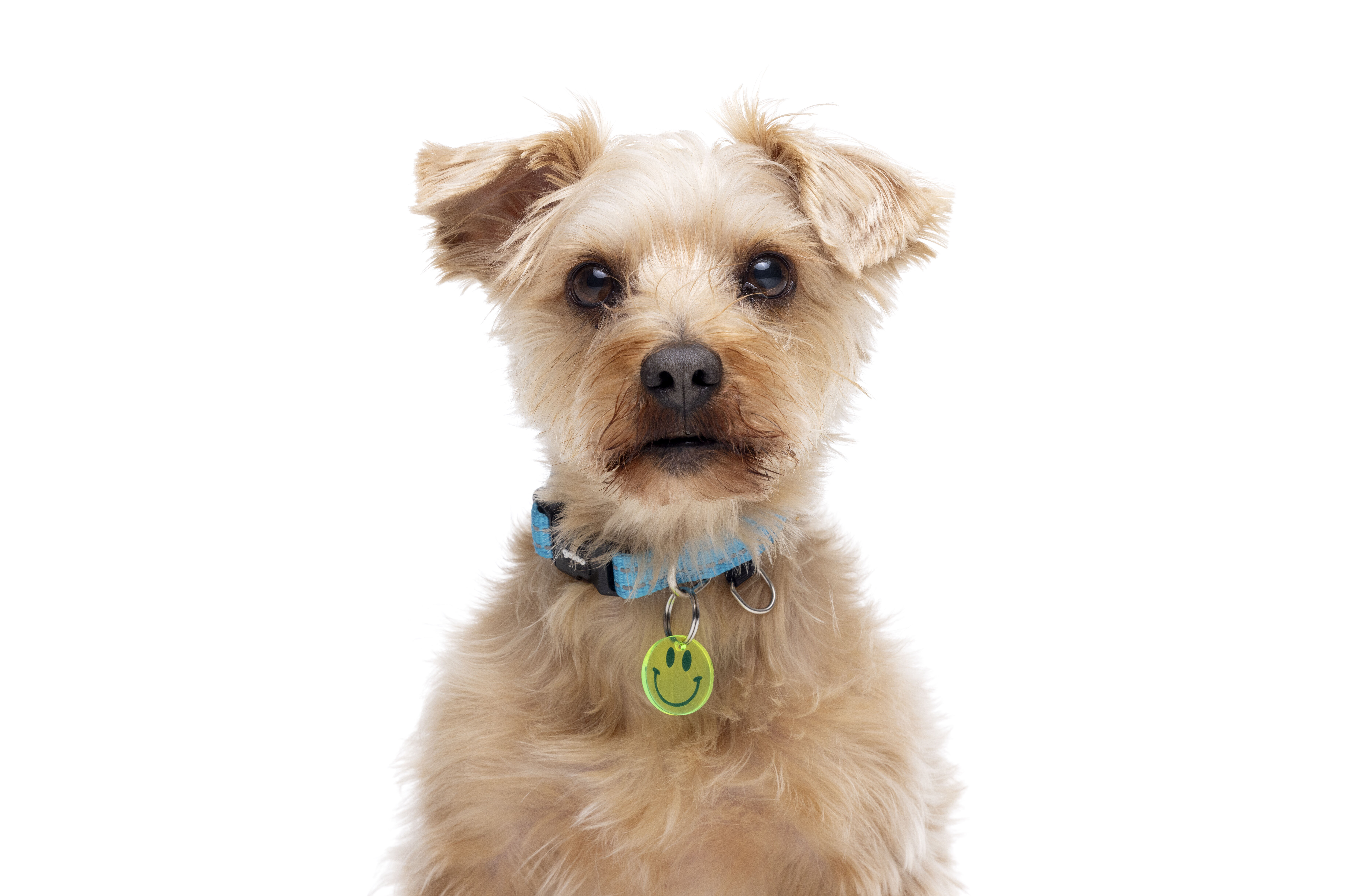 Gotoo - Collier Essentials en Nylon Premium Bleu pour Chien - M Image num&eacute;ro 11