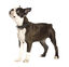 Bobby - Collier Hercule Noir pour Chiens - 45cm Indicateur image numéro 2