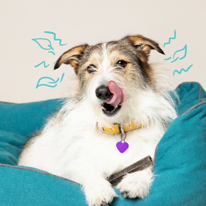 Edgard & Cooper - Sticks &agrave; M&acirc;cher Dental Naturel &agrave; l'Eucalyptus et Pomme fraiche pour Chien - M Image num&eacute;ro 3