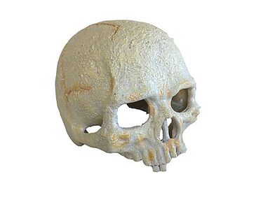 Exo Terra - Décoration Crâne Primate Skull Small pour Terrarium