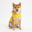 Gotoo - Imperm&eacute;able Jaune R&eacute;fl&eacute;chissant pour Chiens - 40cm Indicateur image num&eacute;ro 8