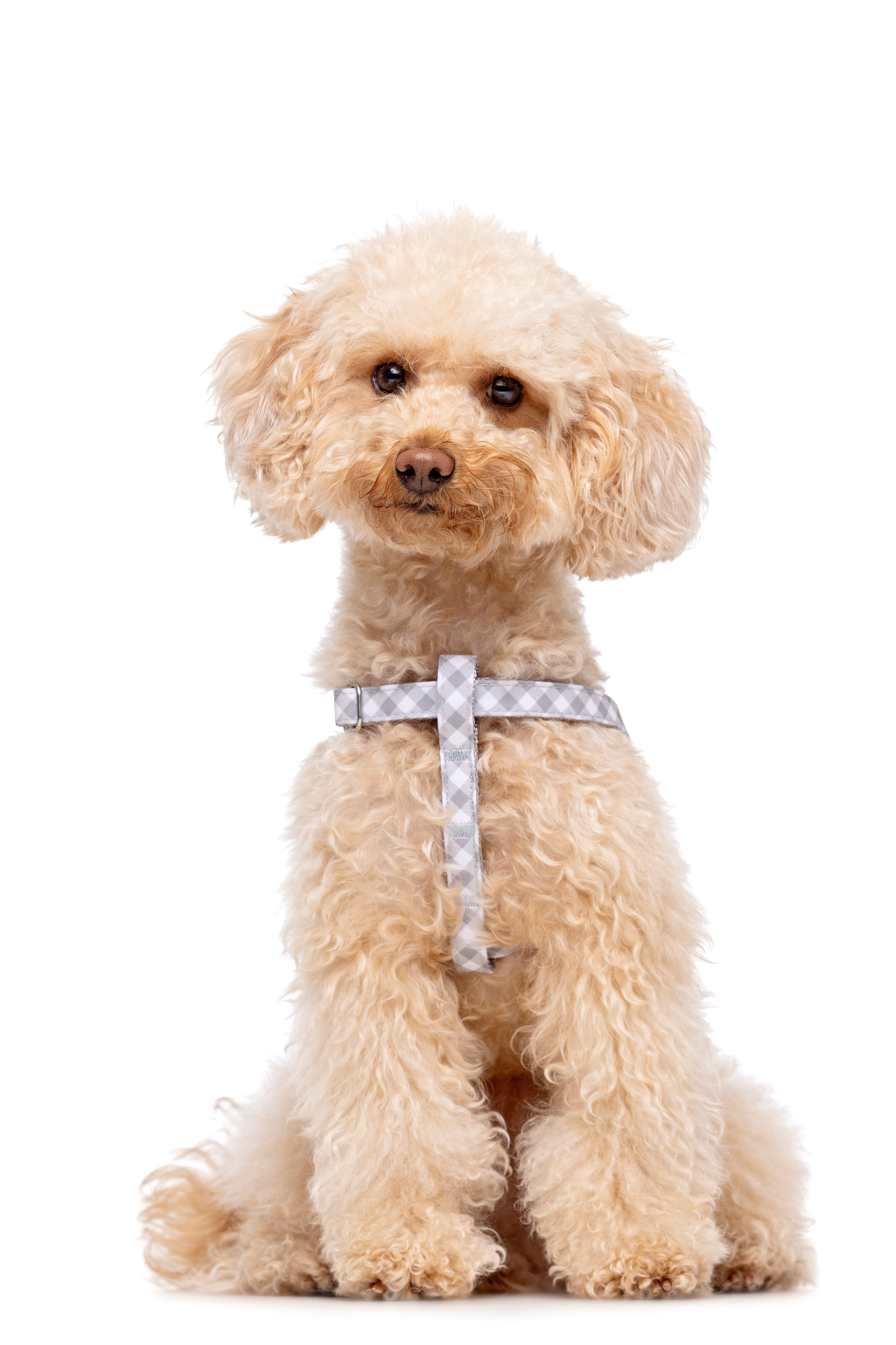 Gotoo - Harnais Vichy Gris pour Chien - XS Image num&eacute;ro 3