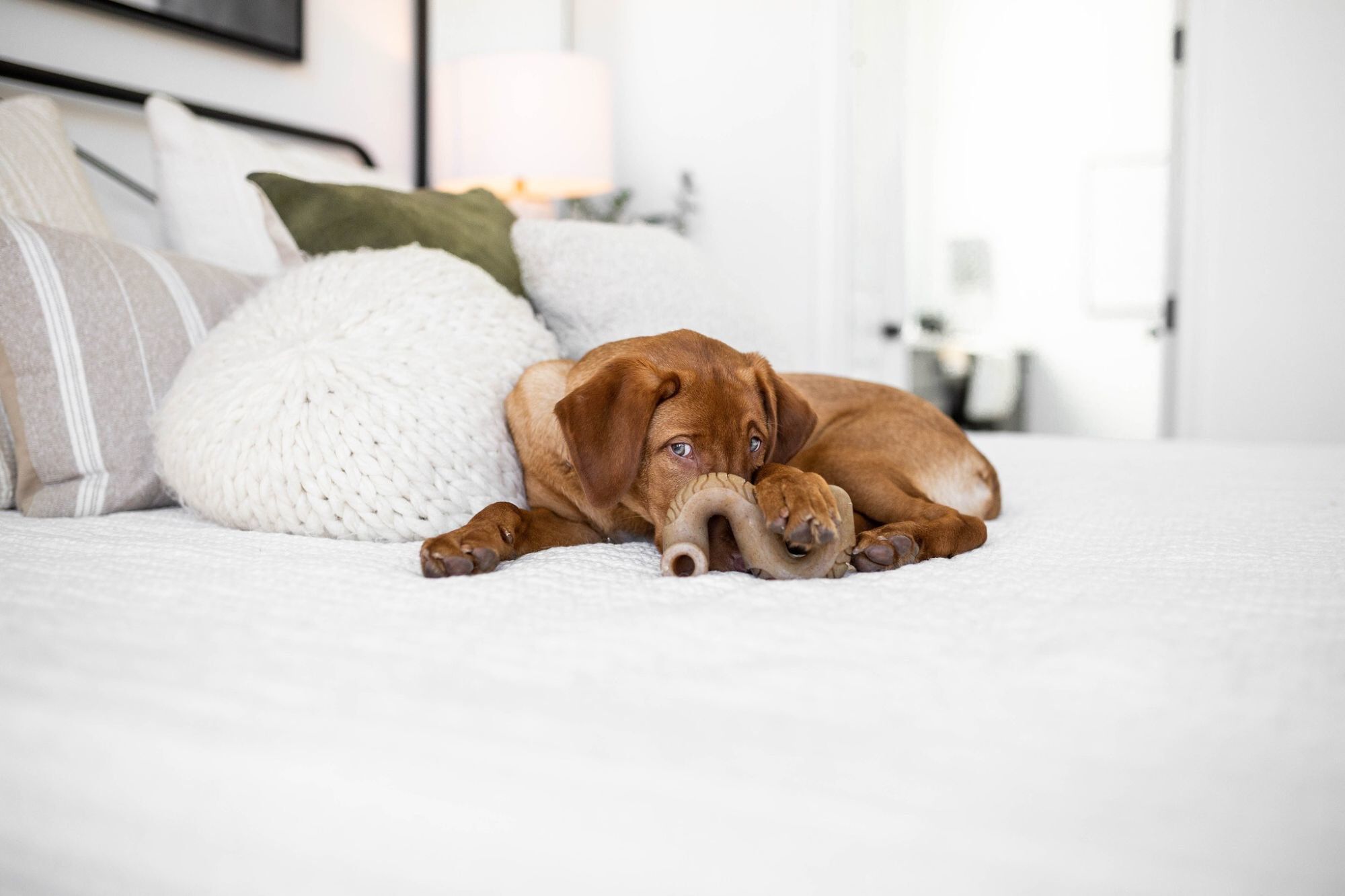 Benebone - Jouet Tripe Bone B&oelig;uf - S Image num&eacute;ro 4