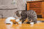 PetSafe - Jouet Terrier du Renard Foxden pour Chat - 19cm Indicateur image numéro 3