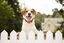 Rogz - Collier De Sécurité Safety Collar Noir pour Chien - L Indicateur image numéro 6