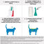 Frontline - Pipettes Antiparasitaires Traitement Prévention pour Chat - 6x0,5ml Indicateur image numéro 3