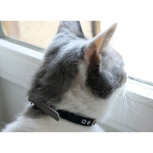 Bobby - Collier PORTE-ADRESSE R&eacute;fl&eacute;chissant pour Chat - Gris Image num&eacute;ro 3