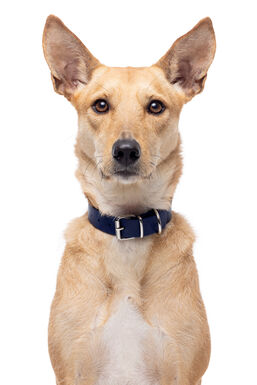 Gotoo - Collier Premium Biotane Bleu pour Chien