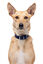 Gotoo - Collier Premium Biotane Bleu pour Chien - S Indicateur image numéro 2