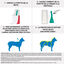 Frontline - Pipettes Antiparasitaire pour Chien de 2 à 10Kg - 4x0,67ml Indicateur image numéro 3