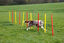 Kerbl - Kit Complet Agility pour Chiens Indicateur image numéro 2