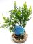Labeo - Plante de Décoration Poisson d'eau Douce pour Aquarium Indicateur image numéro 3