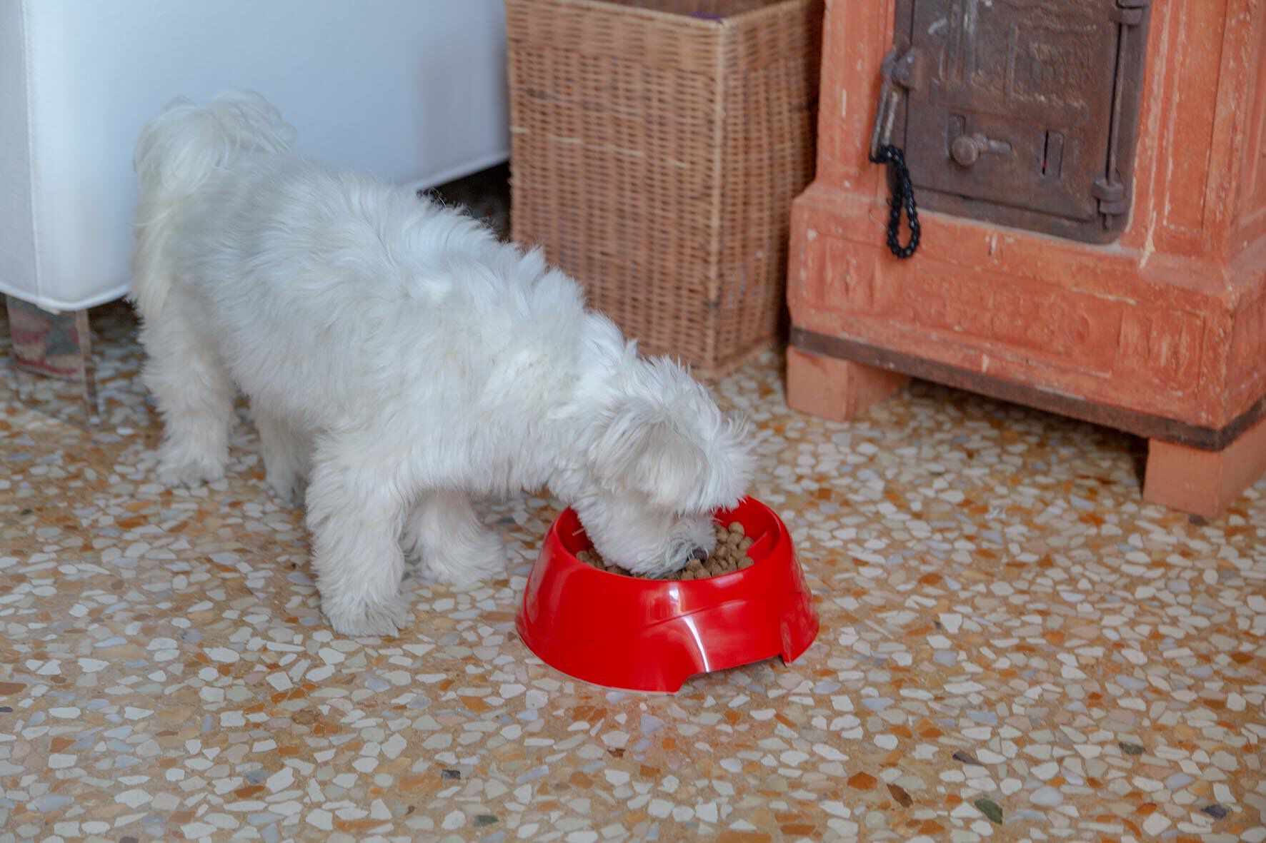 Ferplast - Ecuelle Anti-glouton Magnus Slow Rouge - S Image num&eacute;ro 8