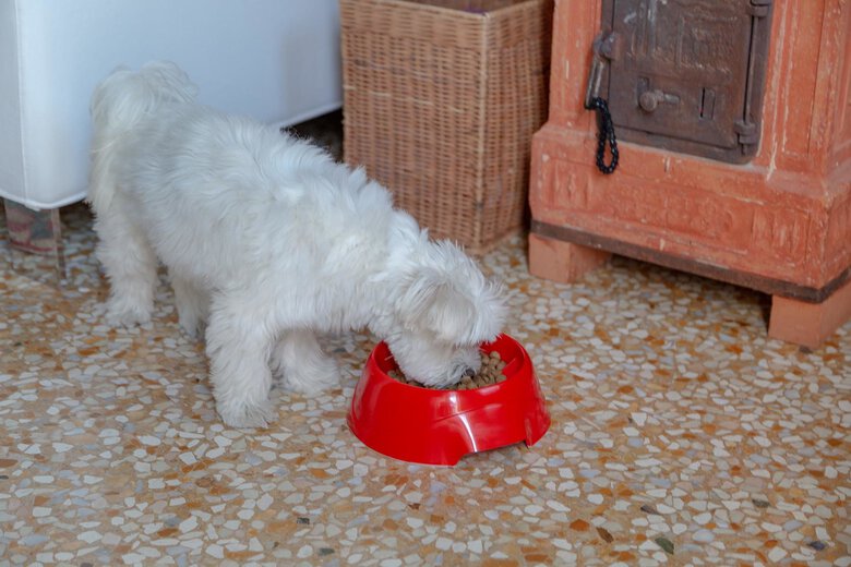 Ferplast - Ecuelle Anti-glouton Magnus Slow Rouge - S Image numéro 8 Ferplast - Ecuelle Anti-glouton Magnus Slow Rouge - S Image numéro 8