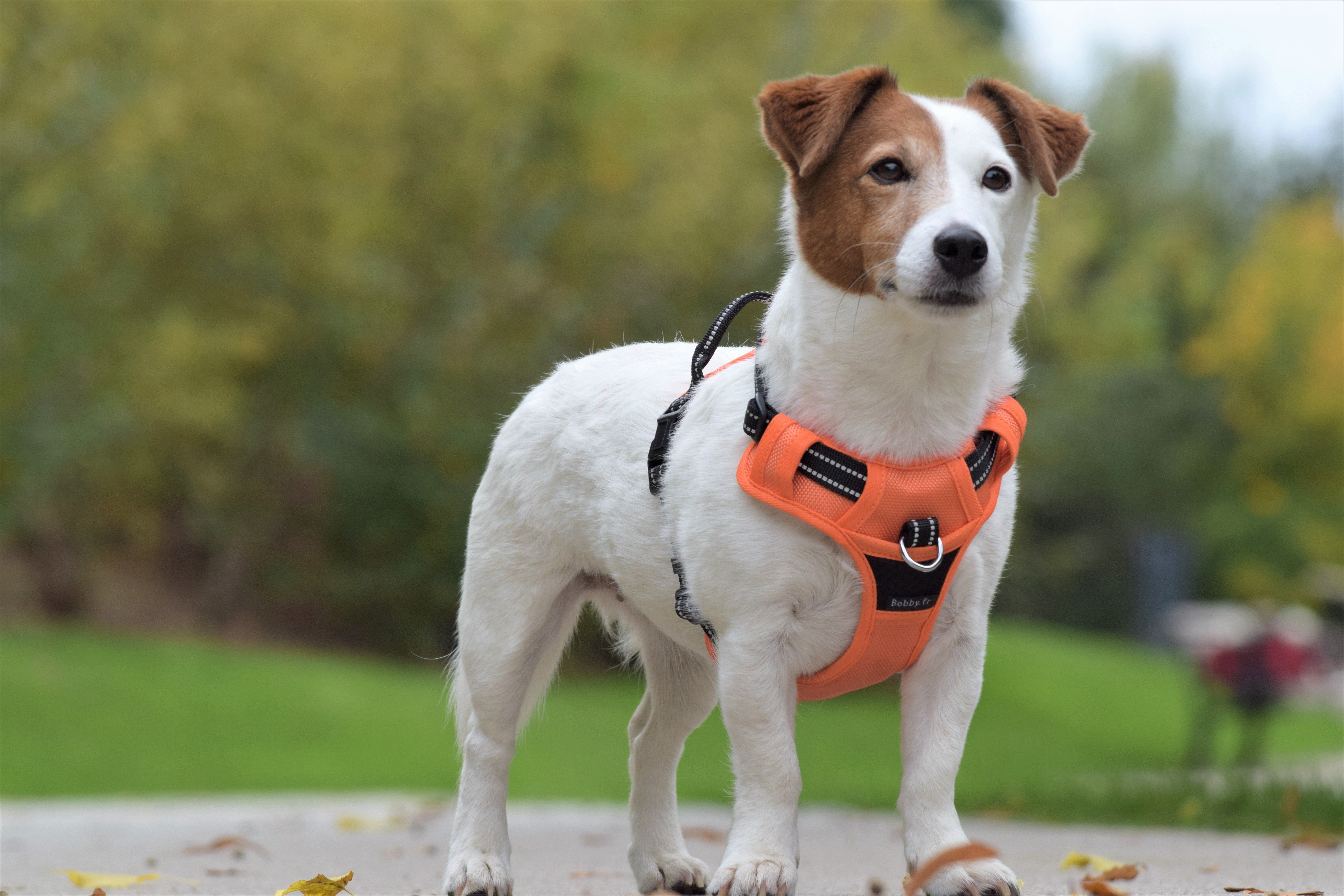Bobby - Harnais Rando Walk Orange pour Chiens - S Image num&eacute;ro 3