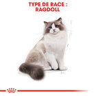 Royal Canin - Croquettes Ragdoll Adult pour Chat - 2Kg image number null