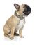 FuzzYard - Collier Coachella pour Chien - L Indicateur image numéro 3
