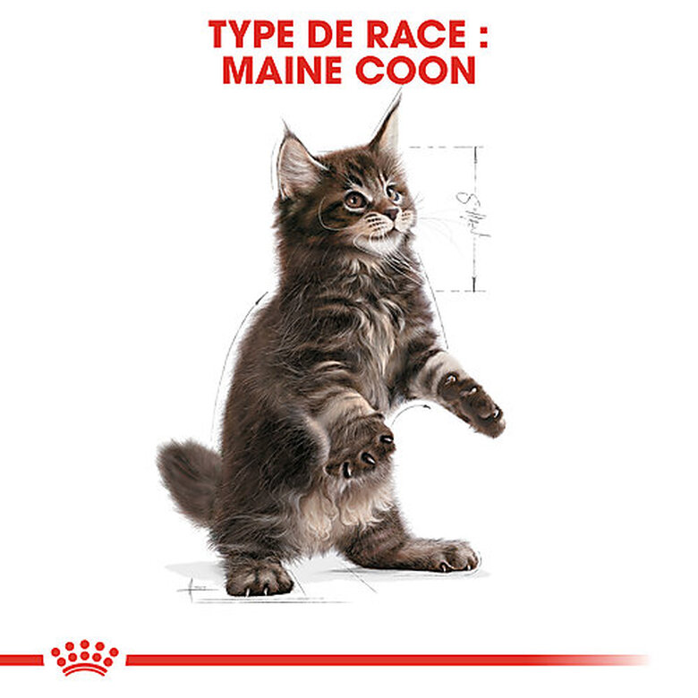 Royal Canin - Croquettes Maine Coon Kitten pour Chatons - 10Kg image number null