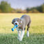 KONG - Jouet Goodie Bone pour Chien - S Indicateur image numéro 4