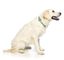 FuzzYard - Collier Summer Punch pour Chien - L Indicateur image numéro 6
