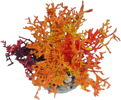 Labeo - Corail coloré - Plante Artificielle Aquarium