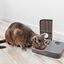 PetSafe - Distributeur Automatique 2 Repas pour Chien et Chat Indicateur image numéro 5