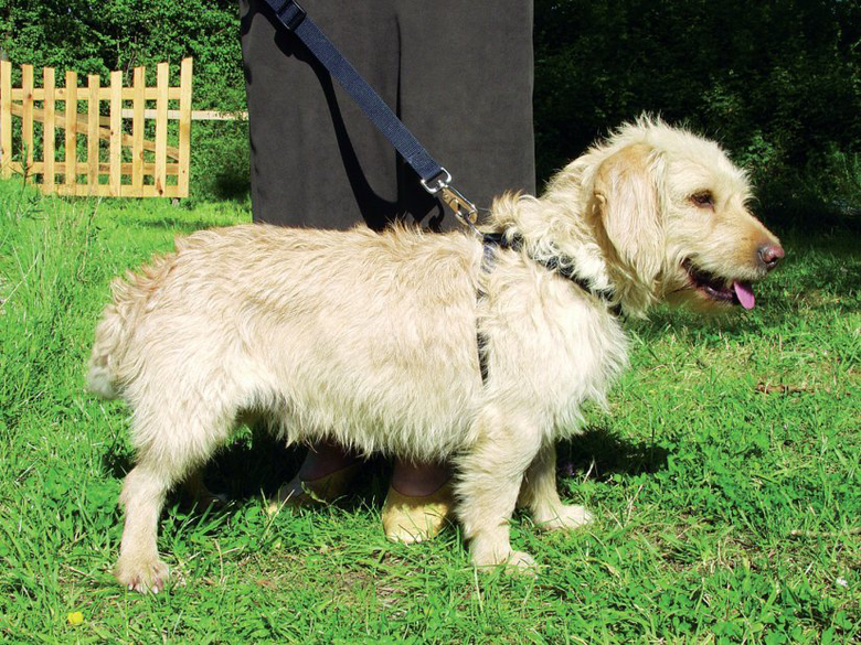 Zolux - Harnais de Sécurité Auto pour Chien - S Image numéro 10 Zolux - Harnais de Sécurité Auto pour Chien - S Image numéro 10