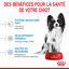 Royal Canin - Croquettes X-Small Puppy pour Chiots de 2 &agrave; 10 Mois - 500g Indicateur image num&eacute;ro 4