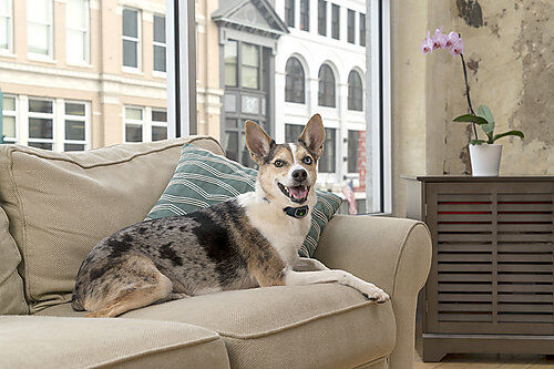 Pet Safe - Collier Anti-Aboiement Lite PBC19-16448 pour Chien Image num&eacute;ro 5