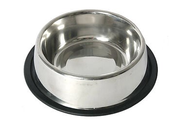 Gamelle Antidérapante en Inox pour Chiens