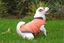 Bobby - Manteau Contraste Corail pour Chiens - S/34cm Indicateur image numéro 2