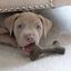 Benebone - Jouet Puppy Pack Maplestick-Zaggler Bacon Indicateur image numéro 4