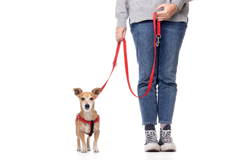 Gotoo - Harnais Essentials en Nylon Premium Rouge pour Chien - XS Image numéro 8 Gotoo - Harnais Essentials en Nylon Premium Rouge pour Chien - XS Image numéro 8