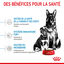 Royal Canin - Croquettes Starter Mother & Babydog Maxi - 4Kg Indicateur image numéro 4